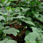 Ornamental Eggplant, Solanum Melongena Seed 2000 PCS, Guangshang Qie