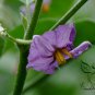 Ornamental Eggplant, Solanum Melongena Seed 2000 PCS, Guangshang Qie