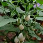 Ornamental Eggplant, Solanum Melongena Seed 2000 PCS, Guangshang Qie