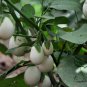 Ornamental Eggplant, Solanum Melongena Seed 2000 PCS, Guangshang Qie