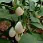 Ornamental Eggplant, Solanum Melongena Seed 2000 PCS, Guangshang Qie