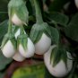 Ornamental Eggplant, Solanum Melongena Seed 2000 PCS, Guangshang Qie