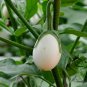 Ornamental Eggplant, Solanum Melongena Seed 2000 PCS, Guangshang Qie