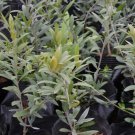 Olea Europaea, European Olive Seed 30 PCS, Olive Tree You Gan Lan
