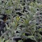 Olea Europaea, European Olive Seed 30 PCS, Olive Tree You Gan Lan