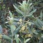 Olea Europaea, European Olive Seed 30 PCS, Olive Tree You Gan Lan