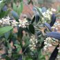 Olea Europaea, European Olive Seed 30 PCS, Olive Tree You Gan Lan