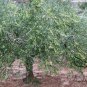 Olea Europaea, European Olive Seed 30 PCS, Olive Tree You Gan Lan