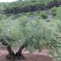 Olea Europaea, European Olive Seed 30 PCS, Olive Tree You Gan Lan
