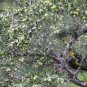 Olea Europaea, European Olive Seed 30 PCS, Olive Tree You Gan Lan