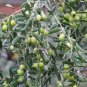 Olea Europaea, European Olive Seed 30 PCS, Olive Tree You Gan Lan