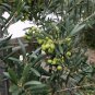 Olea Europaea, European Olive Seed 30 PCS, Olive Tree You Gan Lan