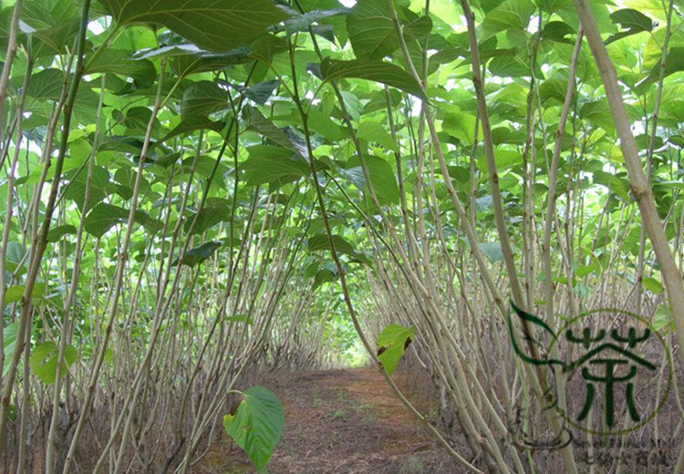Morus Alba, White Mulberry Seed 2000 PCS, Sang Shu
