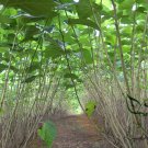 Morus Alba, White Mulberry Seed 2000 PCS, Sang Shu