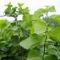Morus Alba, White Mulberry Seed 2000 PCS, Sang Shu