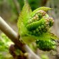 Morus Alba, White Mulberry Seed 2000 PCS, Sang Shu