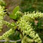 Morus Alba, White Mulberry Seed 2000 PCS, Sang Shu