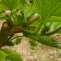 Morus Alba, White Mulberry Seed 2000 PCS, Sang Shu