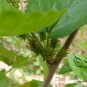 Morus Alba, White Mulberry Seed 2000 PCS, Sang Shu
