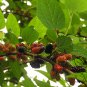 Morus Alba, White Mulberry Seed 2000 PCS, Sang Shu