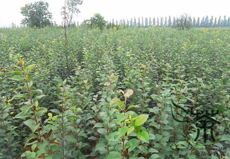 Malus Robusta, Red Malus Seed 1000 PCS, Red Sentinel Ba Leng Haitang