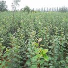 Malus Robusta, Red Malus Seed 1000 PCS, Red Sentinel Ba Leng Haitang
