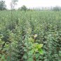 Malus Robusta, Red Malus Seed 1000 PCS, Red Sentinel Ba Leng Haitang