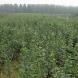 Malus Robusta, Red Malus Seed 1000 PCS, Red Sentinel Ba Leng Haitang