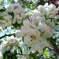 Malus Robusta, Red Malus Seed 1000 PCS, Red Sentinel Ba Leng Haitang