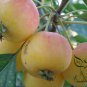 Malus Robusta, Red Malus Seed 1000 PCS, Red Sentinel Ba Leng Haitang