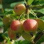 Malus Robusta, Red Malus Seed 1000 PCS, Red Sentinel Ba Leng Haitang