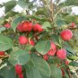 Malus Robusta, Red Malus Seed 1000 PCS, Red Sentinel Ba Leng Haitang