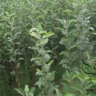 Malus Pumila, Malus Domestica Seed 500 PCS, Apple Tree Pingguo