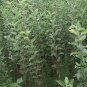 Malus Pumila, Malus Domestica Seed 500 PCS, Apple Tree Pingguo