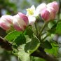 Malus Pumila, Malus Domestica Seed 500 PCS, Apple Tree Pingguo