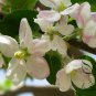 Malus Pumila, Malus Domestica Seed 500 PCS, Apple Tree Pingguo