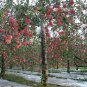 Malus Pumila, Malus Domestica Seed 500 PCS, Apple Tree Pingguo