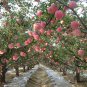Malus Pumila, Malus Domestica Seed 500 PCS, Apple Tree Pingguo