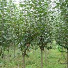Malus Micromalus, Midget Crabapple Seed 500 PCS, Xifu Haitang