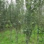 Malus Micromalus, Midget Crabapple Seed 500 PCS, Xifu Haitang
