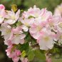 Malus Micromalus, Midget Crabapple Seed 500 PCS, Xifu Haitang
