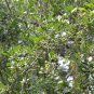 Malus Micromalus, Midget Crabapple Seed 500 PCS, Xifu Haitang
