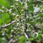Malus Micromalus, Midget Crabapple Seed 500 PCS, Xifu Haitang