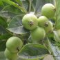 Malus Micromalus, Midget Crabapple Seed 500 PCS, Xifu Haitang