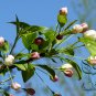 Malus Baccata, Siberian Crabapple Seed 2000 PCS, Shan Jing Zi