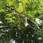 Malus Baccata, Siberian Crabapple Seed 2000 PCS, Shan Jing Zi