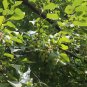 Malus Baccata, Siberian Crabapple Seed 2000 PCS, Shan Jing Zi