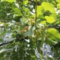 Malus Baccata, Siberian Crabapple Seed 2000 PCS, Shan Jing Zi