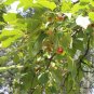 Malus Baccata, Siberian Crabapple Seed 2000 PCS, Shan Jing Zi