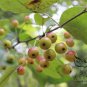 Malus Baccata, Siberian Crabapple Seed 2000 PCS, Shan Jing Zi